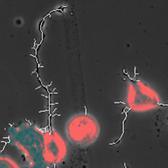 Cell dendrides