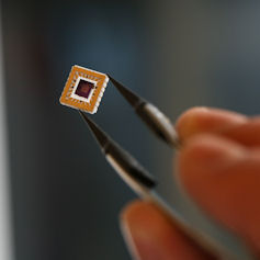 A microchip held in a pair of tweezers